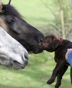 Chocolate Labrador Retriever 25