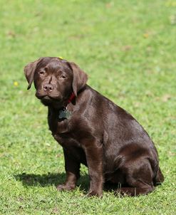 Chocolate Labrador Retriever 26