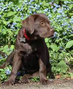 Chocolate Labrador Retriever 37