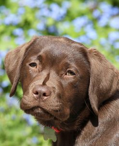 Chocolate Labrador Retriever 38