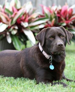 Chocolate Labrador Retriever 39