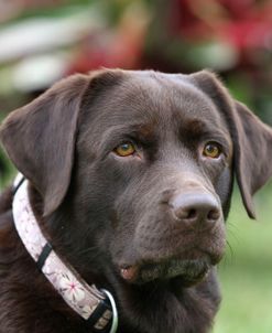 Chocolate Labrador Retriever 40