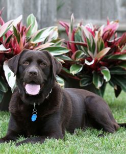 Chocolate Labrador Retriever 41