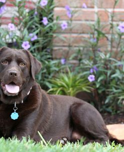 Chocolate Labrador Retriever 42