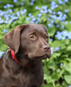 Chocolate Labrador Retriever 33