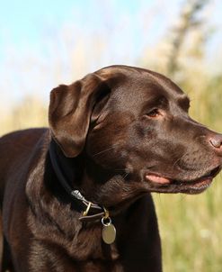 Chocolate Labrador Retriever 34