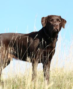 Chocolate Labrador Retriever 35