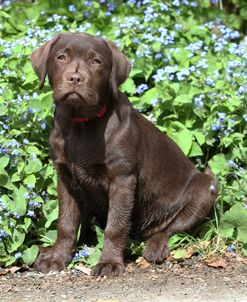 Chocolate Labrador Retriever 36
