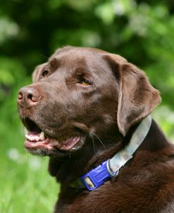 Chocolate Labrador Retriever 47