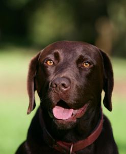 Chocolate Labrador Retriever 48