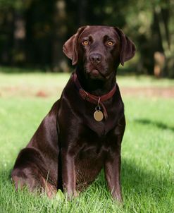 Chocolate Labrador Retriever 49