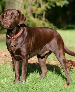 Chocolate Labrador Retriever 50