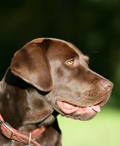 Chocolate Labrador Retriever 51