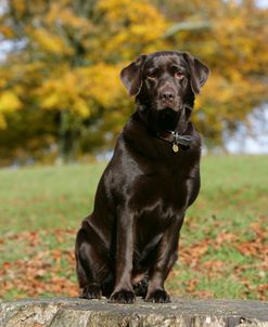 Chocolate Labrador Retriever 52