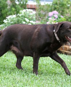 Chocolate Labrador Retriever 43