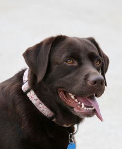 Chocolate Labrador Retriever 44