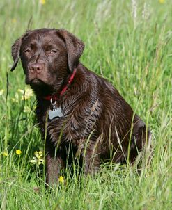 Chocolate Labrador Retriever 45