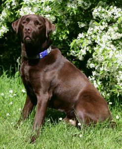 Chocolate Labrador Retriever 46