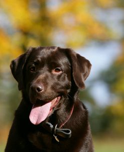 Chocolate Labrador Retriever 53