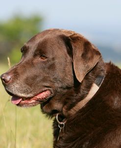 Chocolate Labrador Retriever 54