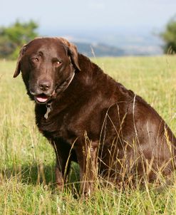 Chocolate Labrador Retriever 55