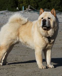 Chow Chow 16