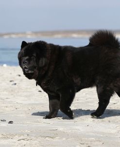 Chow Chow 18