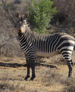 A21C1985Zebra – Cape Mountain