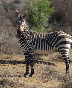 A21C1985Zebra – Cape Mountain