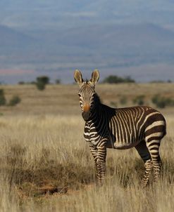 A21C1991Zebra – Cape Mountain