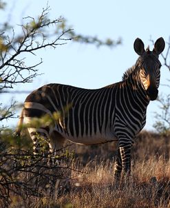 A21C2038Zebra – Cape Mountain