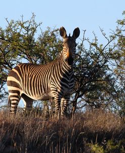 A21C2051Zebra – Cape Mountain