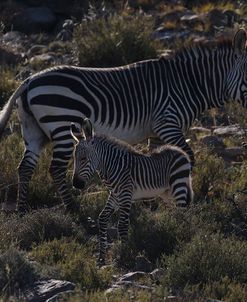 A21C2090Zebra – Cape Mountain