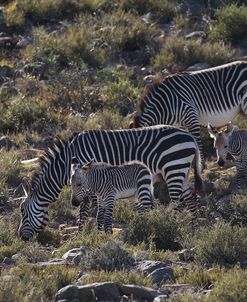 A21C2093Zebra – Cape Mountain
