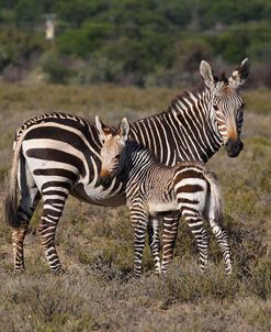 A21C2120Zebra – Cape Mountain