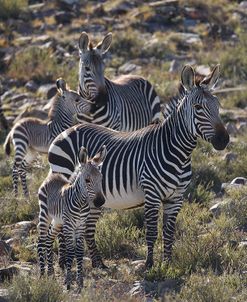 A21C2127Zebra – Cape Mountain