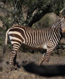 A21C2168Zebra – Cape Mountain