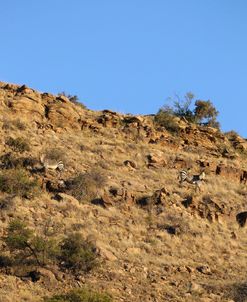 A21C2065Zebra – Cape Mountain