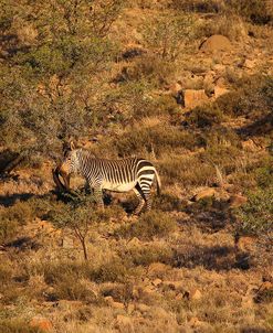 A21C2070Zebra – Cape Mountain