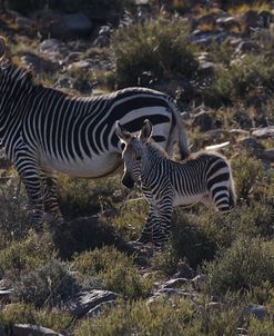 A21C2085Zebra – Cape Mountain