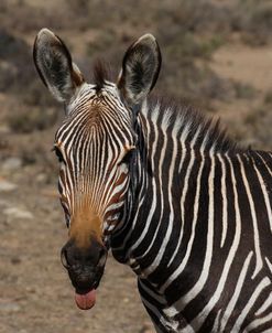 A21C2280Zebra – Cape Mountain