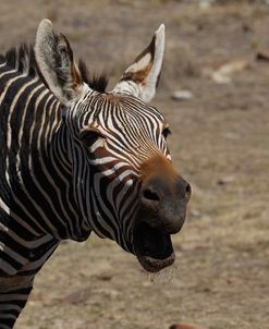 A21C2282Zebra – Cape Mountain