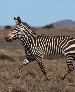 A21C2289Zebra – Cape Mountain