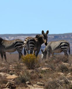 A21C2313Zebra – Cape Mountain