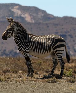 A21C2380Zebra – Cape Mountain