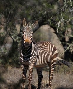 A21C2176Zebra – Cape Mountain