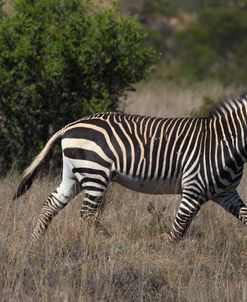 A21C2190Zebra – Cape Mountain