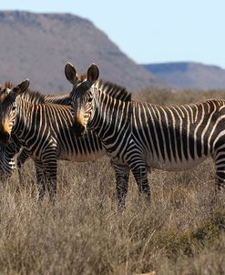 A21C2218Zebra – Cape Mountain