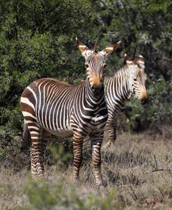 A21C2252Zebra – Cape Mountain