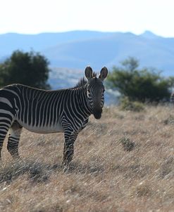 CQ2R7121Zebra – Cape Mountain